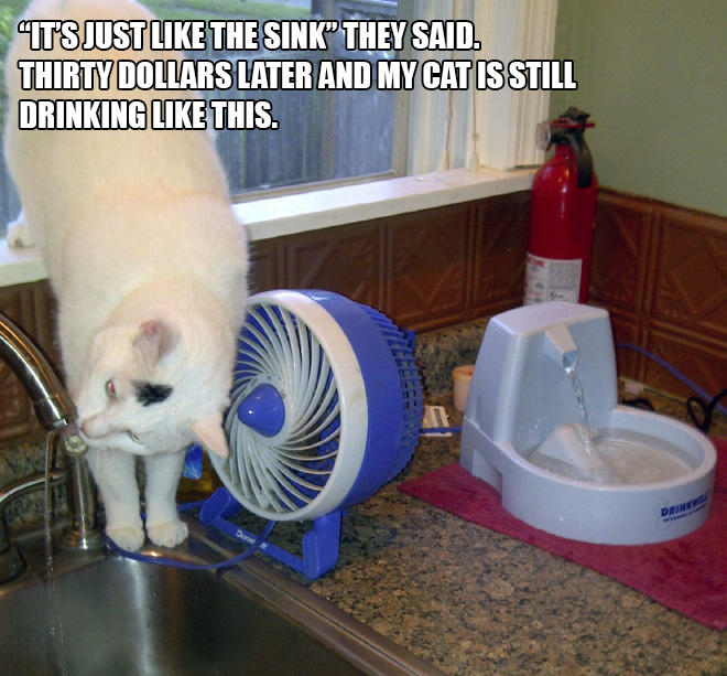 People Sharing Pictures of Their Cats Acting Weird