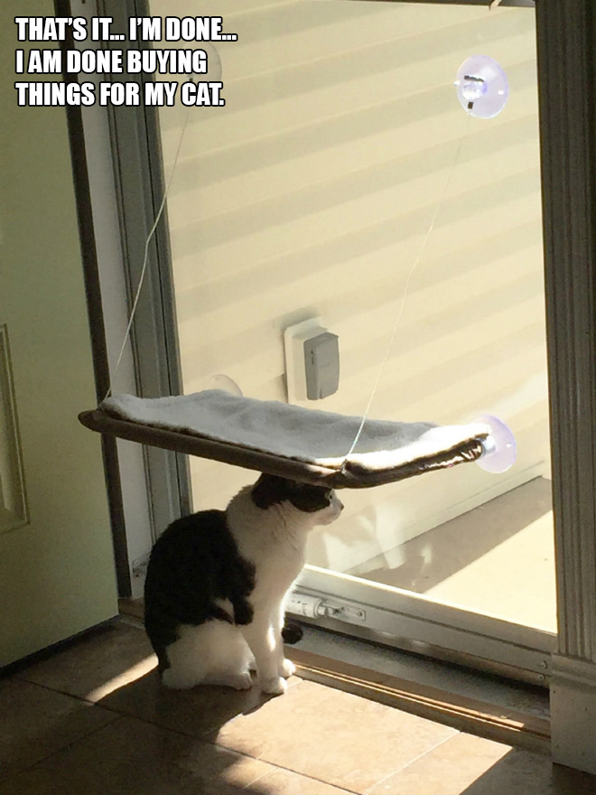 People Sharing Pictures of Their Cats Acting Weird