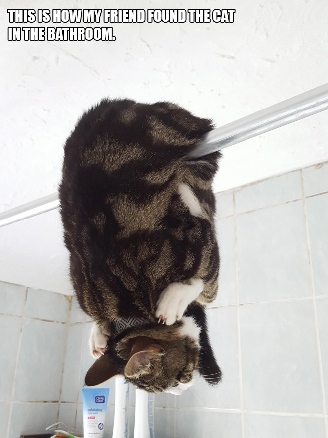 People Sharing Pictures of Their Cats Acting Weird