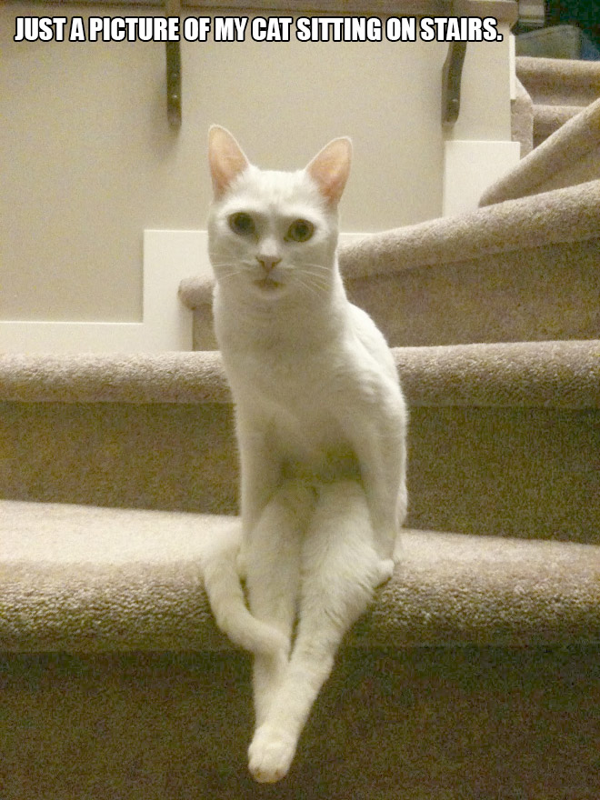 People Sharing Pictures of Their Cats Acting Weird