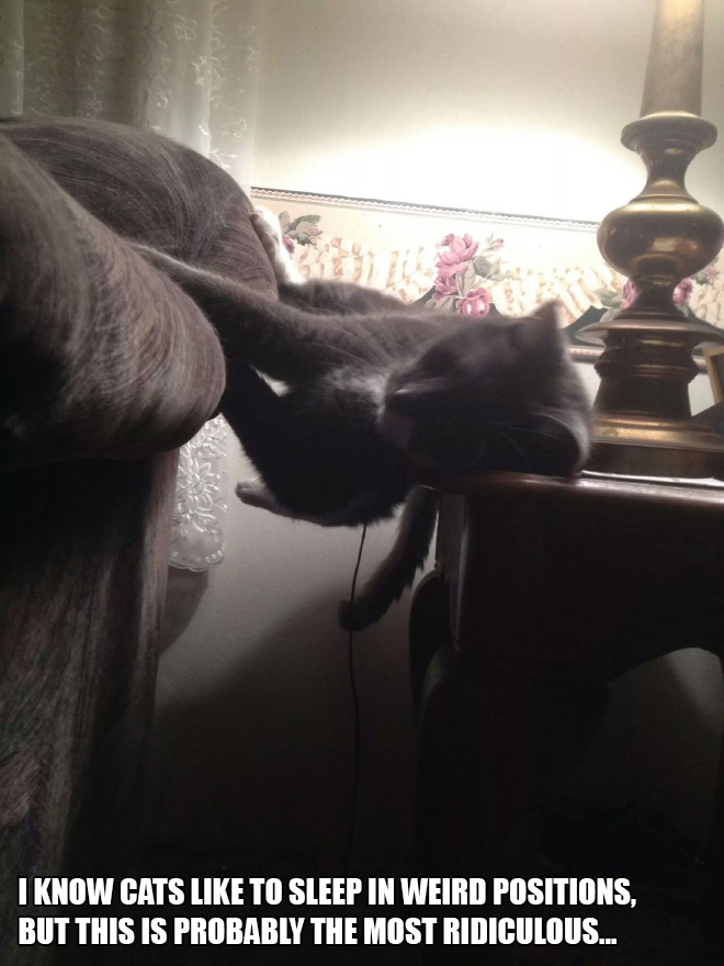 People Sharing Pictures of Their Cats Acting Weird