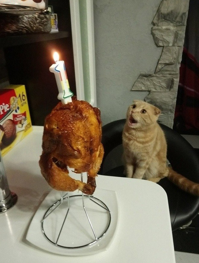 Pets Celebrating Their Birthdays