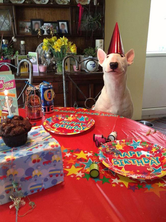 Pets Celebrating Their Birthdays