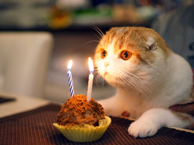 Pets Celebrating Their Birthdays