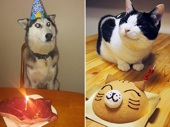 Pets Celebrating Their Birthdays
