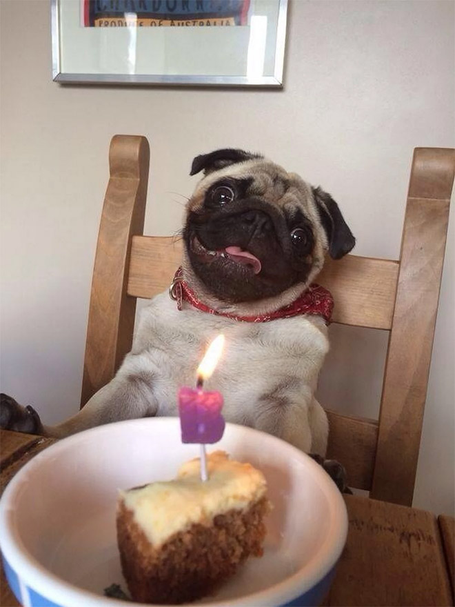 Pets Celebrating Their Birthdays