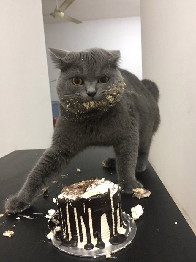Pets Celebrating Their Birthdays