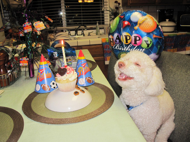 Pets Celebrating Their Birthdays