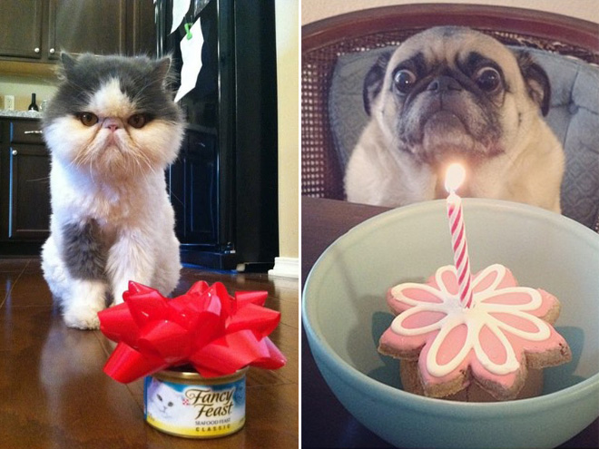 Pets Celebrating Their Birthdays
