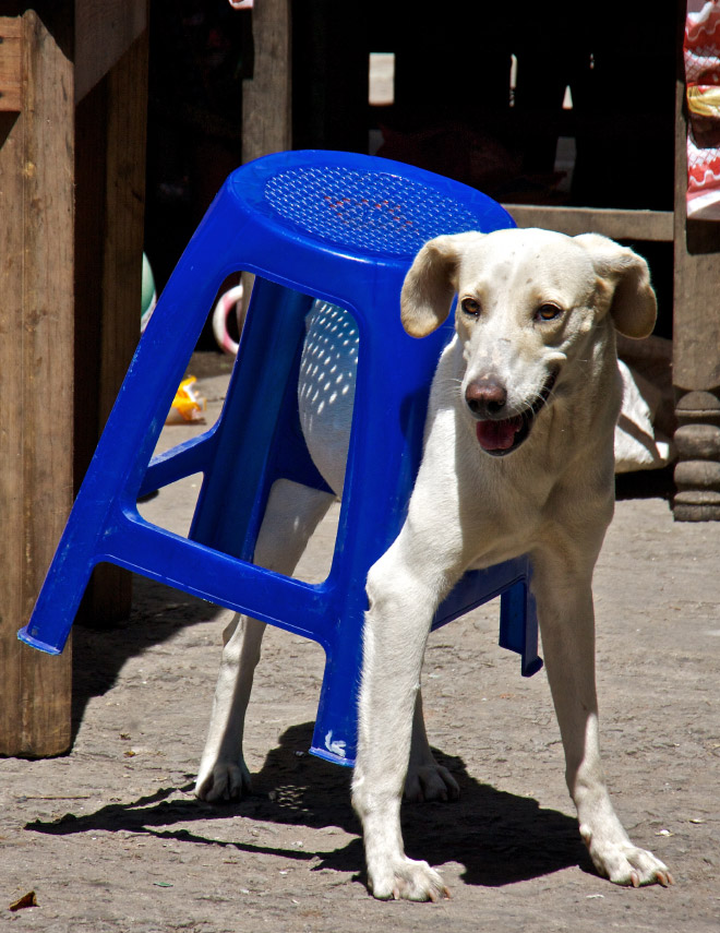Pets That Are Stuck But Pretending Everything Is Fine