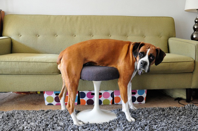 Pets That Are Stuck But Pretending Everything Is Fine