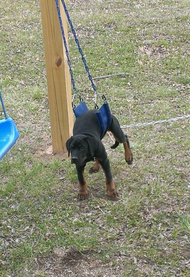 Pets That Are Stuck But Pretending Everything Is Fine