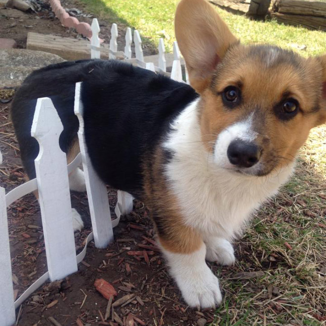 Pets That Are Stuck But Pretending Everything Is Fine