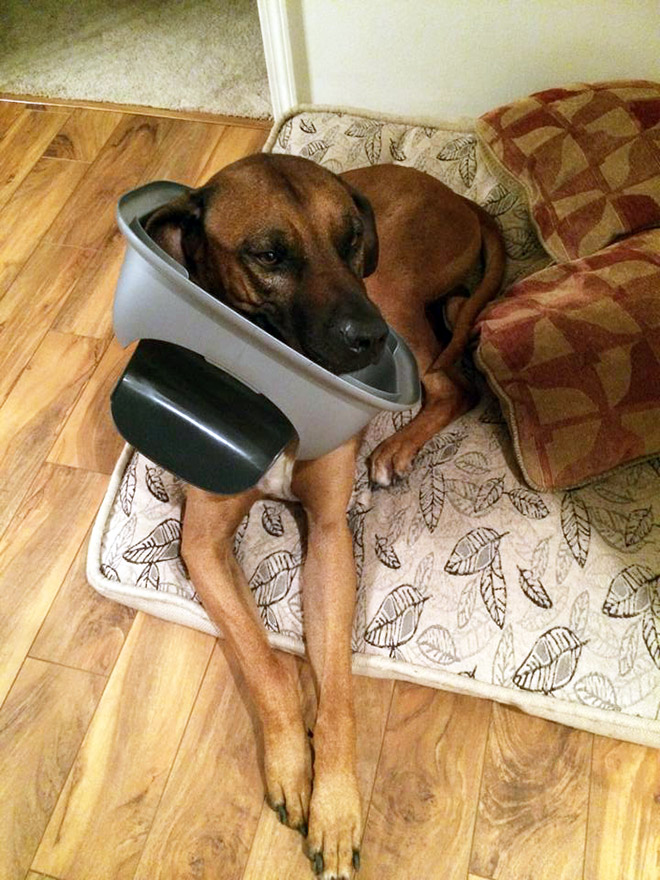 Pets That Are Stuck But Pretending Everything Is Fine