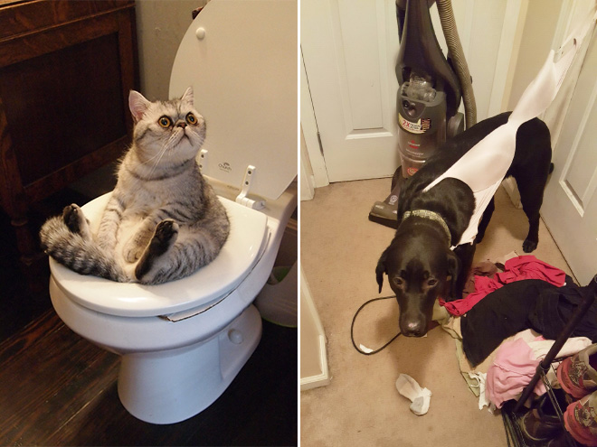 Pets That Are Stuck But Pretending Everything Is Fine