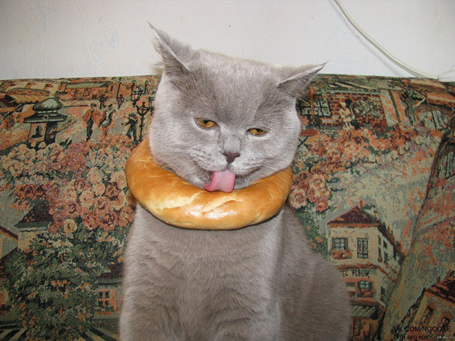Pets That Are Stuck But Pretending Everything Is Fine