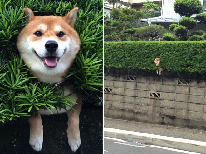 Pets That Are Stuck But Pretending Everything Is Fine