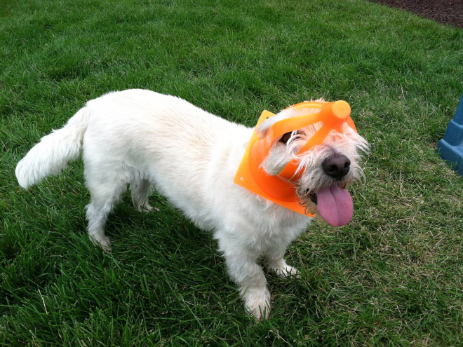 Pets That Are Stuck But Pretending Everything Is Fine