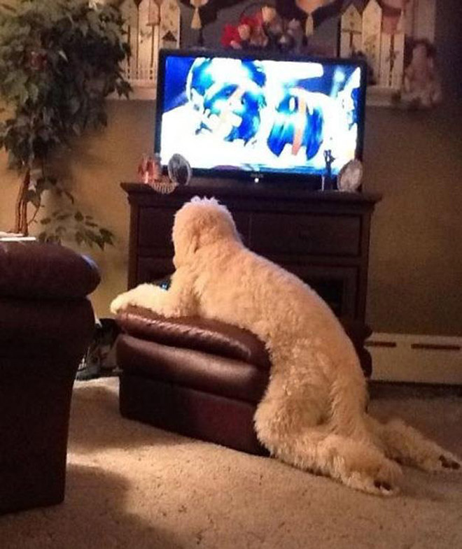 Pets Who Can’t Figure Out Furniture