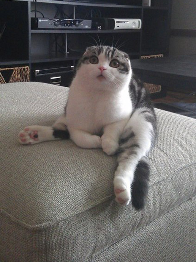 Pets Who Can’t Figure Out Furniture