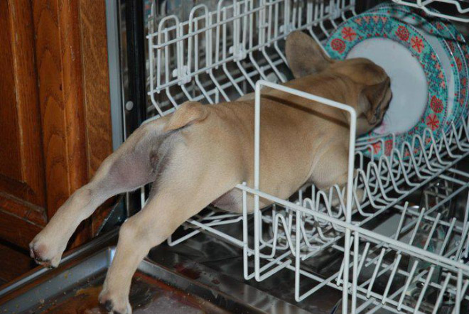 Pets Who Can’t Figure Out Furniture