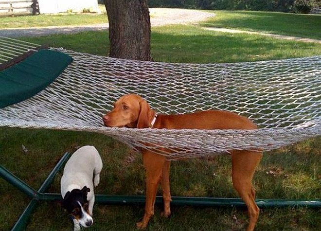 Pets Who Can’t Figure Out Furniture