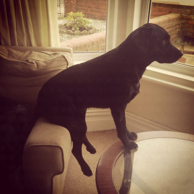 Pets Who Can’t Figure Out Furniture