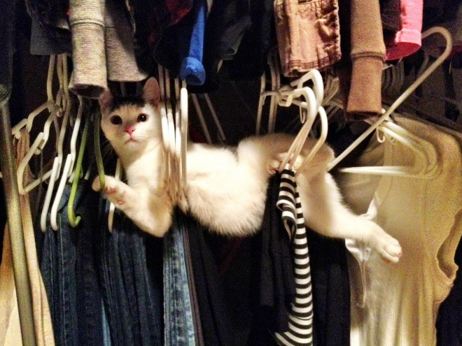 Pets Who Can’t Figure Out Furniture