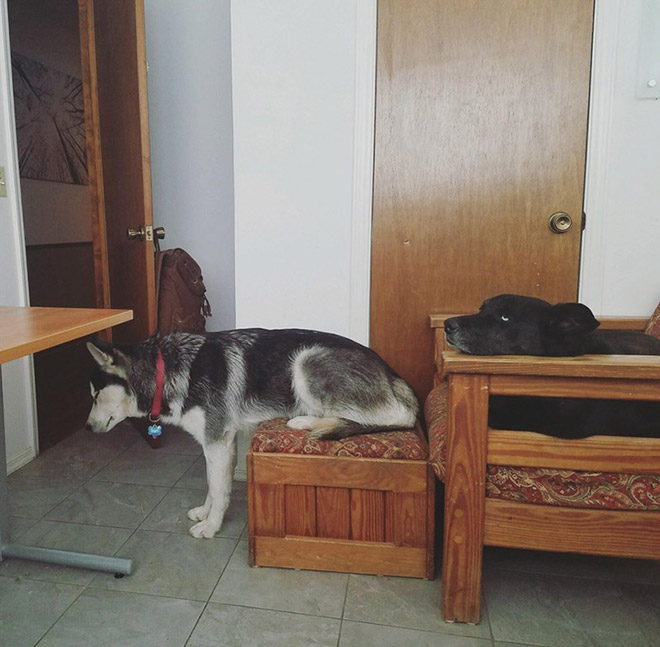 Pets Who Can’t Figure Out Furniture