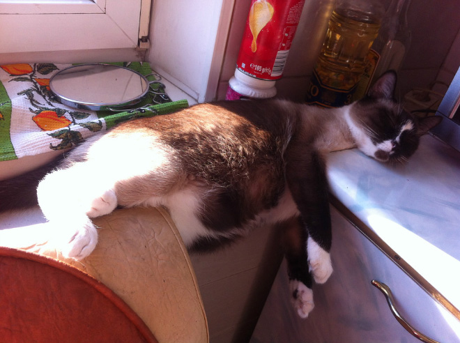Pets Who Can’t Figure Out Furniture