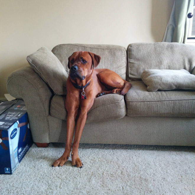 Pets Who Can’t Figure Out Furniture