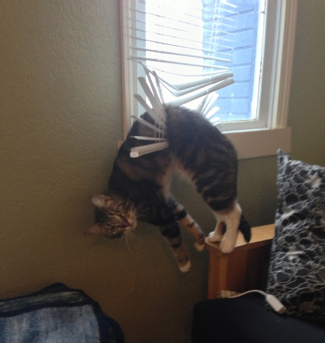 Pets Who Can’t Figure Out Furniture