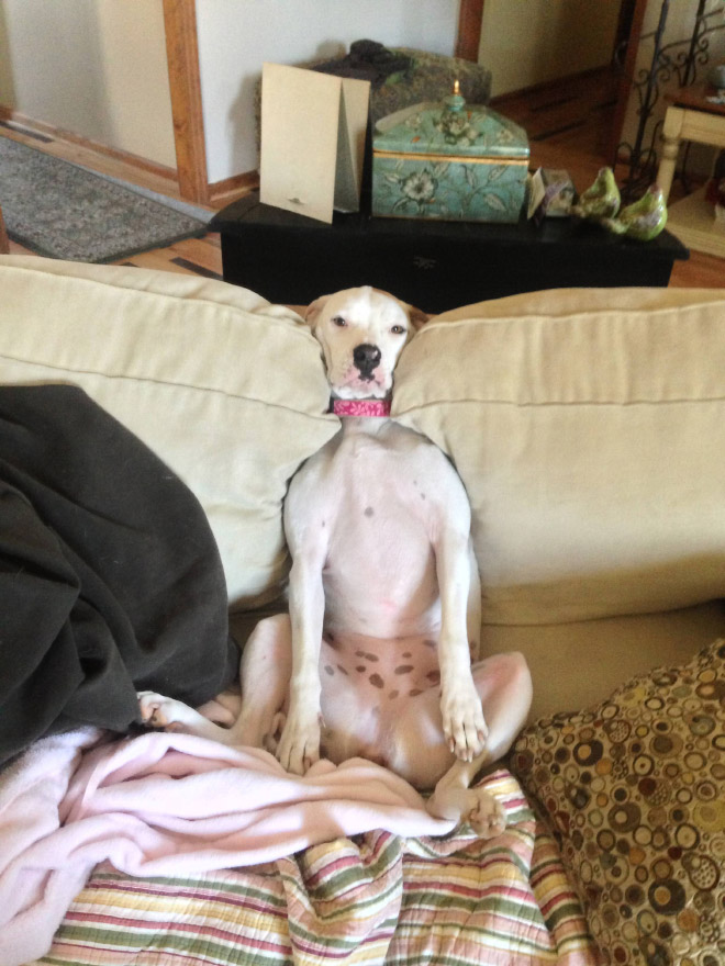 Pets Who Can’t Figure Out Furniture