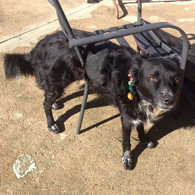 Pets Who Can’t Figure Out Furniture
