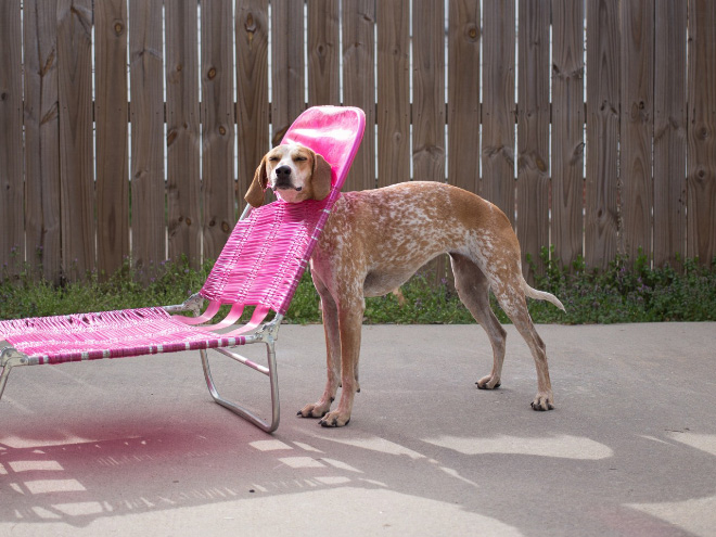 Pets Who Can’t Figure Out Furniture