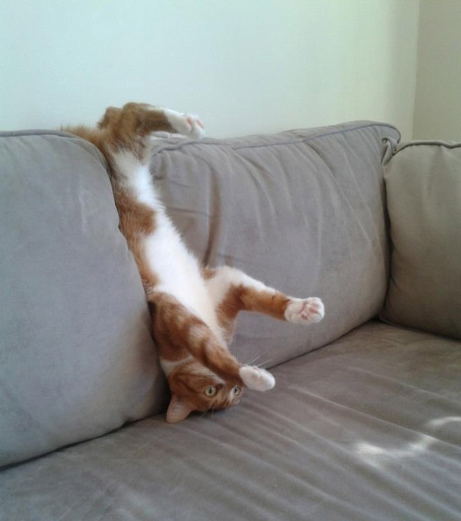 Pets Who Can’t Figure Out Furniture