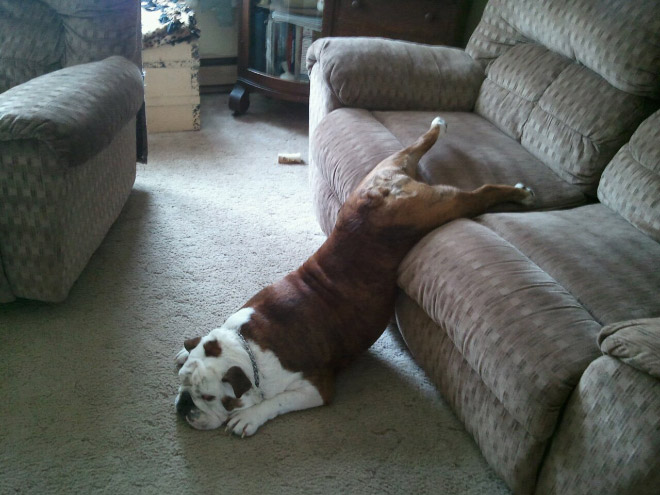 Pets Who Can’t Figure Out Furniture