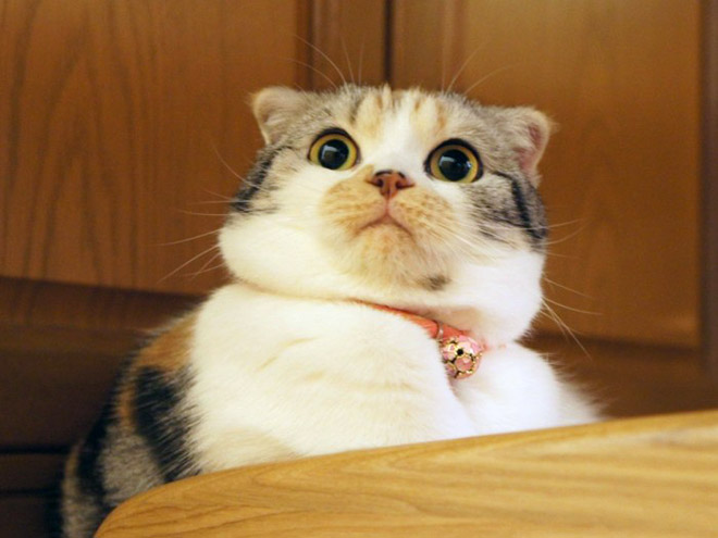Pets Who Just Found Out They’re Adopted