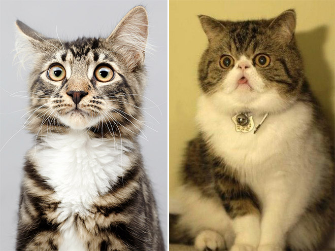 Pets Who Just Found Out They’re Adopted
