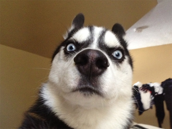 Pets Who Just Found Out They’re Adopted