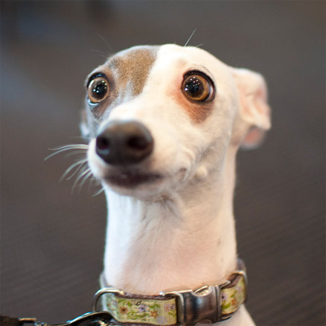 Pets Who Just Found Out They’re Adopted