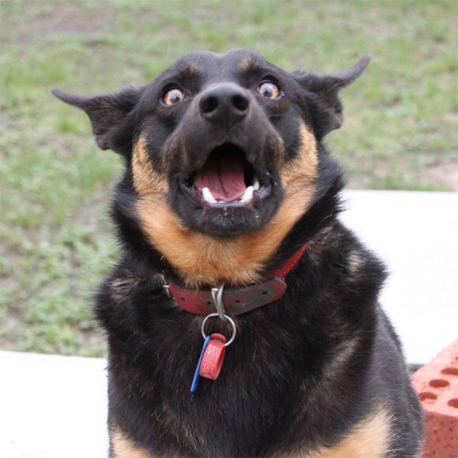 Pets Who Just Found Out They’re Adopted