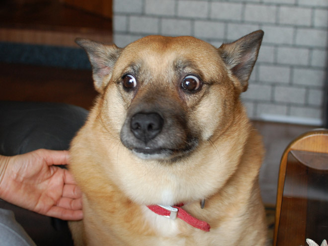 Pets Who Just Found Out They’re Adopted