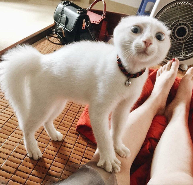 Pets Who Just Found Out They’re Adopted