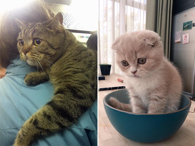 Pets Who Just Found Out They’re Adopted