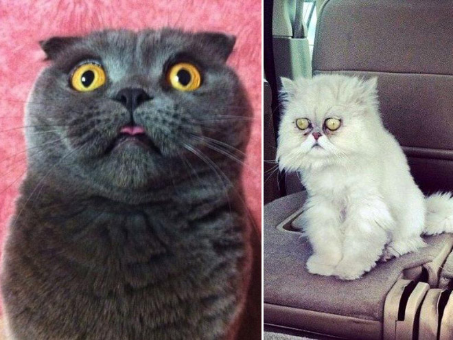 Pets Who Just Found Out They’re Adopted