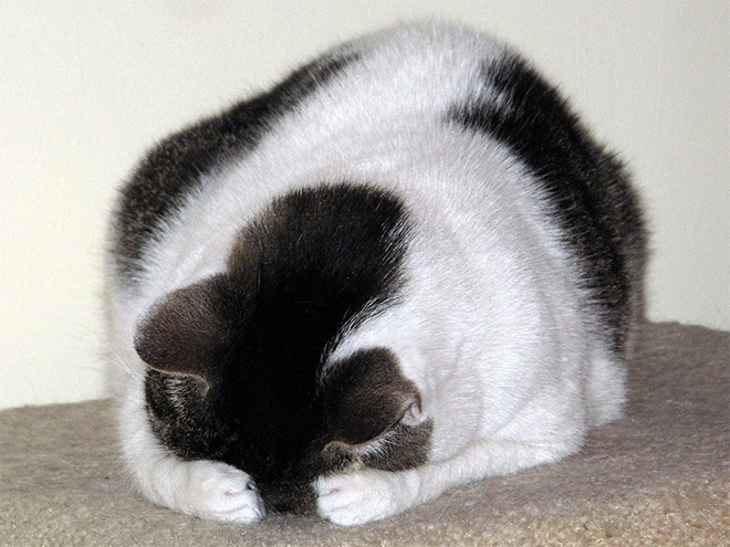 Pets Who Just Found Out They’re Adopted