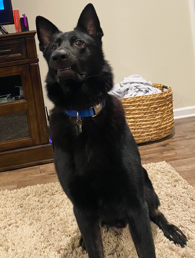 Pets Who Just Found Out They’re Adopted