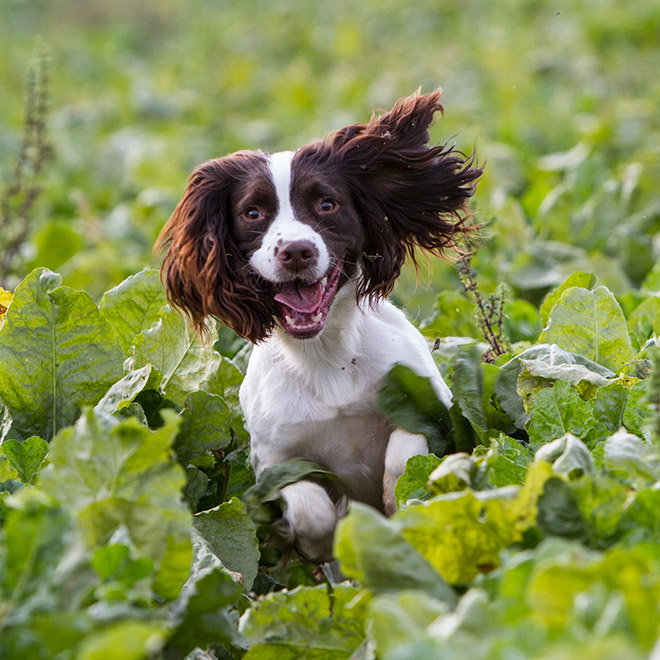 Photographer Captures Hilarious Expressions Pulled by Dogs as They Go For a Run