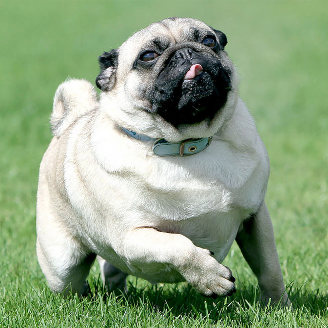 Photographer Captures Hilarious Expressions Pulled by Dogs as They Go For a Run